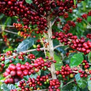 Panama Catuai Coffee Beans